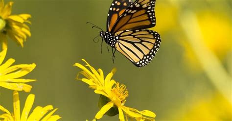 interior department commits to urgent actions to conserve the monarch butterfly monarch