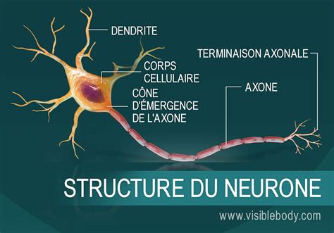 Structure D Un Neurone Hot Sex Picture