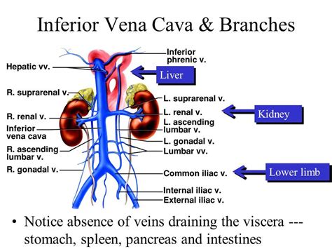 Inferior Vena Cava Anatomy Branches Function Human
