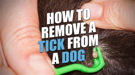How Can I Remove A Tick From My Dog