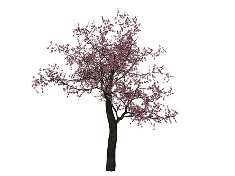 Cherry Blossom Tree Png Hd Transparent Cherry Blossom Tree Hdpng