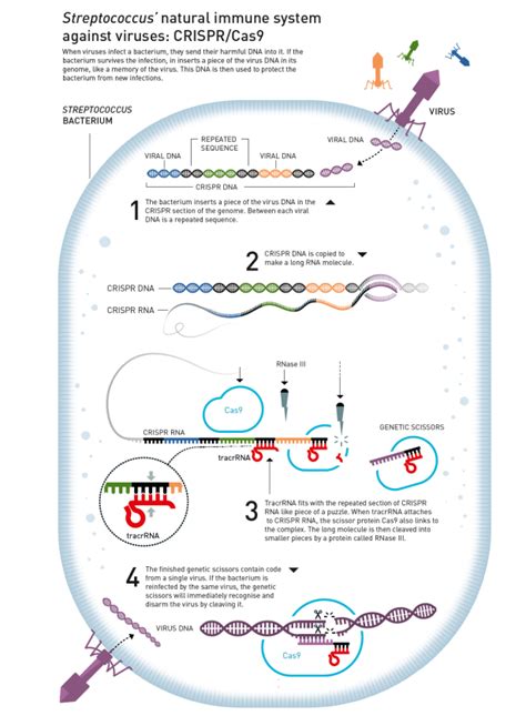 2020 Nobel Prize In Chemistry Awarded To CRISPR CAS9 Gene Editing