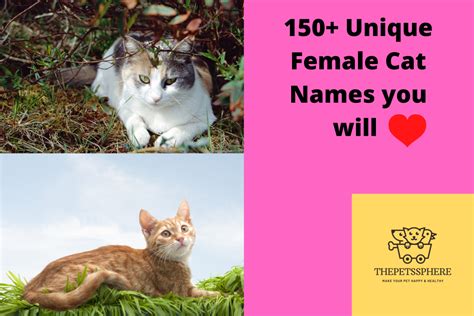 150 Unique Female Cat Names You Will Love The Pets Sphere