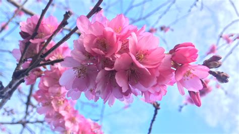 Cherry Blossoms Arrive Early In Victoria Ctv News