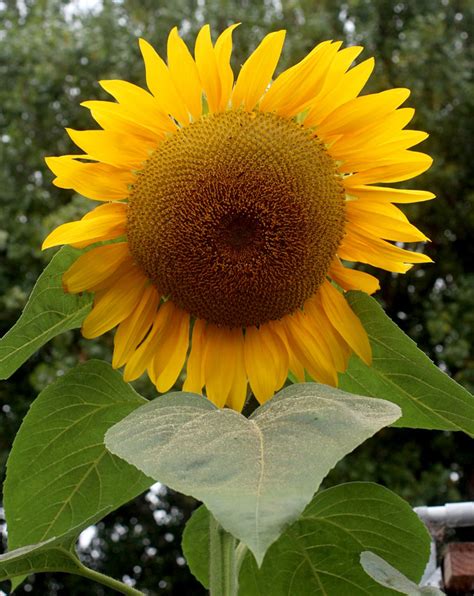 Sunflower Arikara Buy Online At Annies Annuals