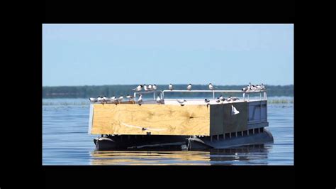 Common Tern Nesting Raft On Lake Puckaway Wisconsin Youtube
