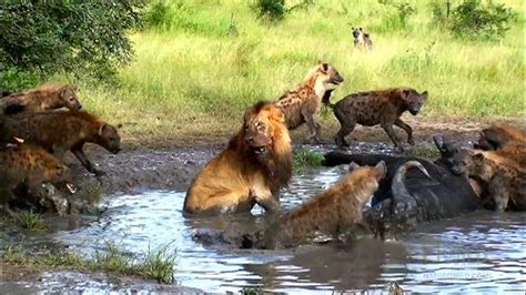 Lions Vs Hyenas Competing Interests National Geographic Society