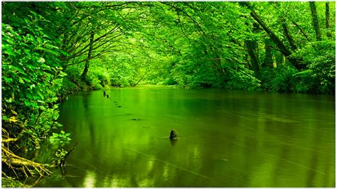 Hd Nature Background Background Green Hd Nature Tree Nature