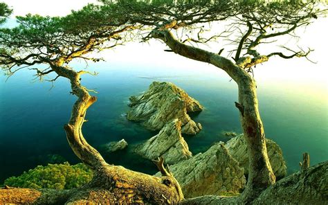 Wallpaper Sunlight Trees Landscape Forest Sea Rock Nature