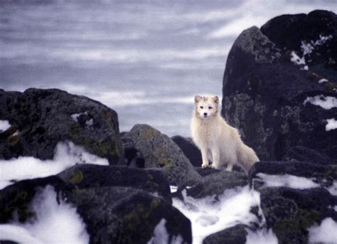 Free Picture White Arctic Fox Animal