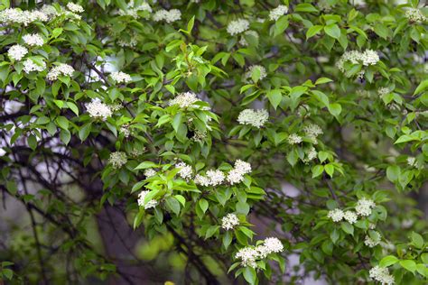 Blackhaw Viburnum Plant Care And Growing Guide