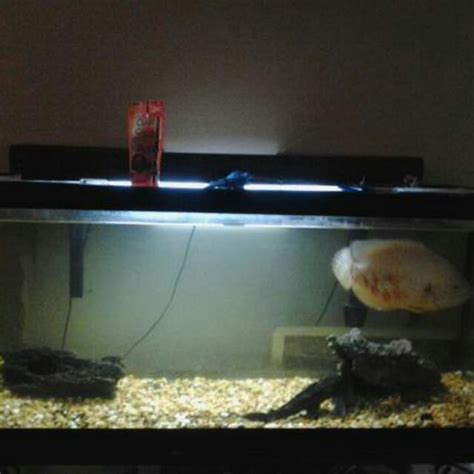 75 Gallon Fish Tank With 2 Oscar Fish And Pleco Pet Supplies On Carousell