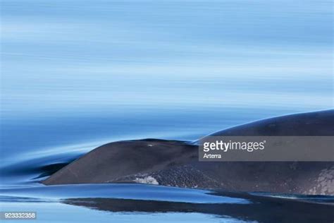 Blue Whale Photos And Premium High Res Pictures Getty Images