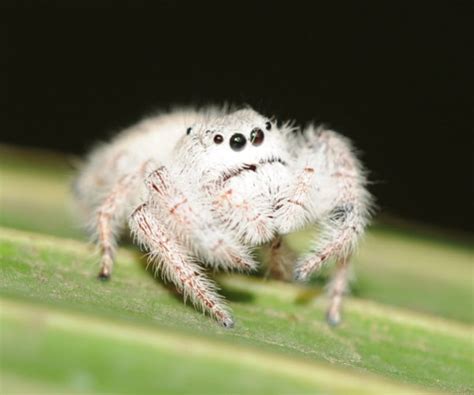 Meet The Cute Spider That Looks Like A Stuffed Animal Featured Creature