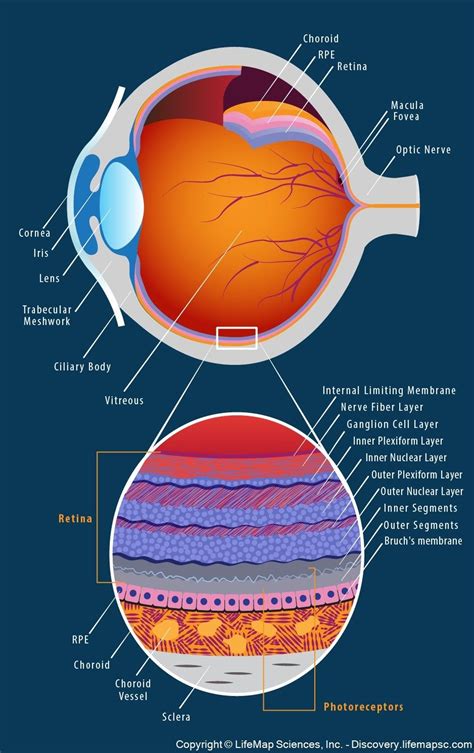 Schematic Diagram Of The Human Eye