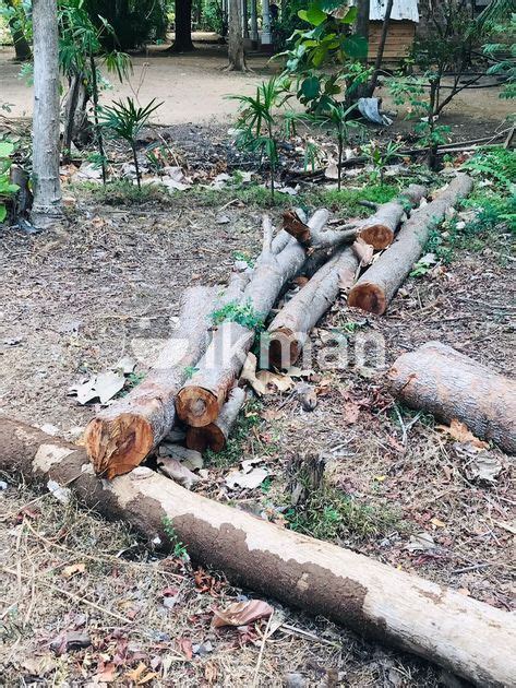 Teak Trees In Kurunegala City Ikman