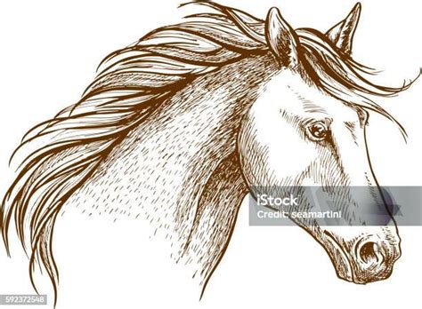 Ikon Sketsa Kuda Kuda Kuda Jantan Arab Ilustrasi Stok Unduh Gambar