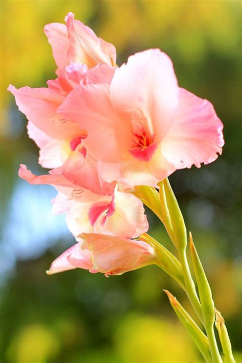 Pale Pink Gladiolus Flower Garden Photo Print Size 8x10 5x7 Or