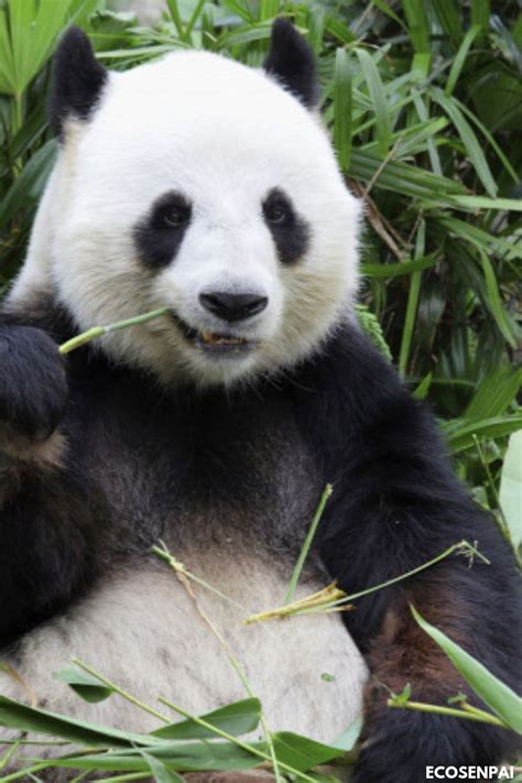 Cool Animals Big Panda A Bamboo Bear A Species Of Predatory Mammal