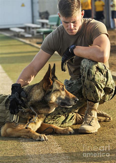 A Military Working Dog Handler Pets Photograph By Stocktrek Images