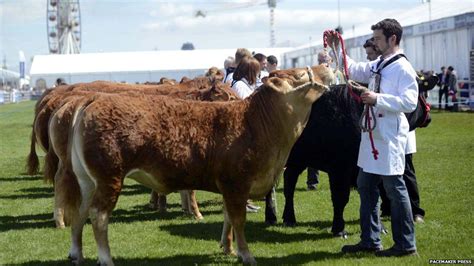 In Pictures Balmoral Show Begins At Old Maze Prison Site Near Lisburn Bbc News