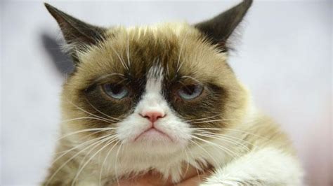 Grumpy Cat Makes Millions For Owner
