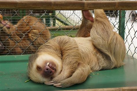 442 Best Images About The Amazing World Of Sloths On Pinterest Sid