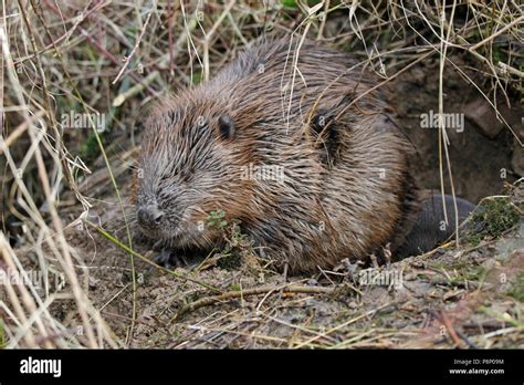 Sleeping Beaver Fotos Und Bildmaterial In Hoher Auflösung Alamy