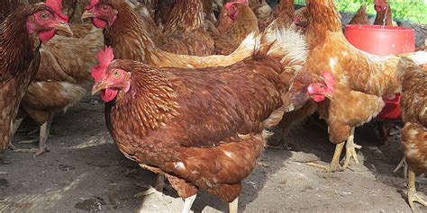 Food News Latam Las Gallinas Criollas Aún Conservan Una Elevada