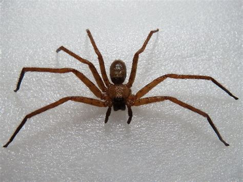 Největší pavouk na světě je velký jako talíř K tomu je velmi rychlý a