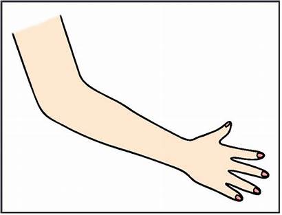 Arm Arms Cartoon Clip Clipart Hand Cliparts