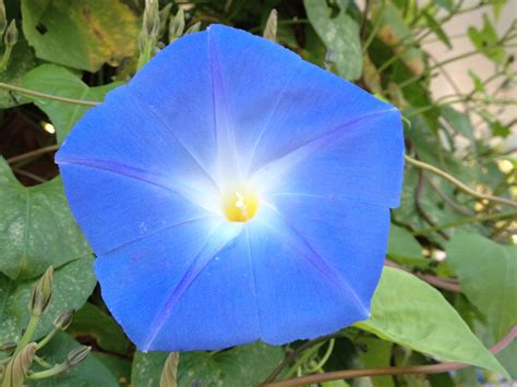 Morning Glory 'Heavenly Blue' | Blue morning glory, Morning glory plant, Morning glory flowers