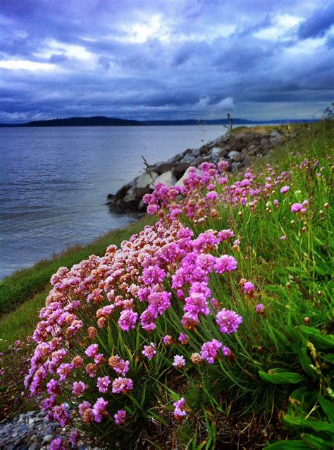 Maybe you would like to learn more about one of these? Wildflowers growing along the shoreline of Beach Drive in ...
