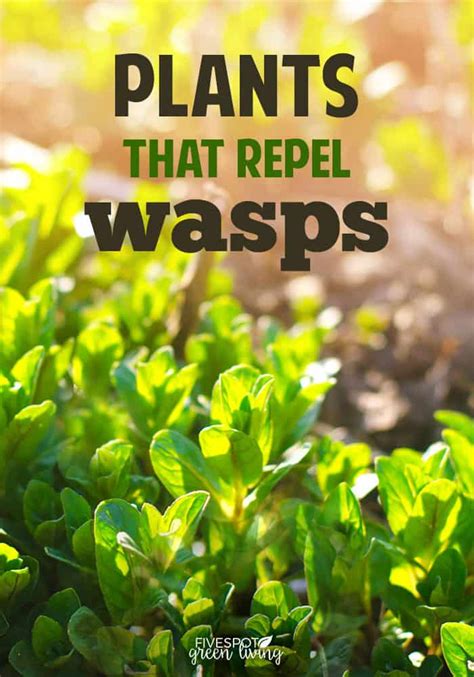 The Best Wasp Repellent Plants Five Spot Green Living