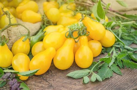 Yellow Tomatoes Varieties And Planting Tips Plantura