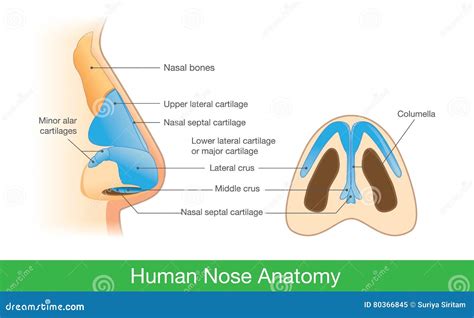 Anatomy Of Human Nose Stock Vector Illustration Of Nasal 80366845
