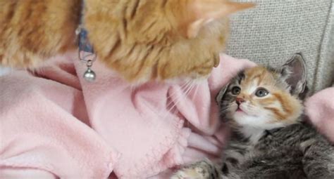 Cat Meets Kitten For The First Time 7 Steps Of Acceptance Cat