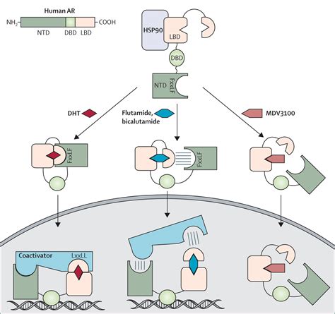 Anti Androgens And Androgen Depleting Therapies In Prostate Cancer New Agents For An