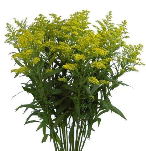 When so many other flowers end of their growing season, asters continue to thrive and provide brilliant color. Yellow Solidago Aster l Wholesale Flowers & DIY Wedding ...