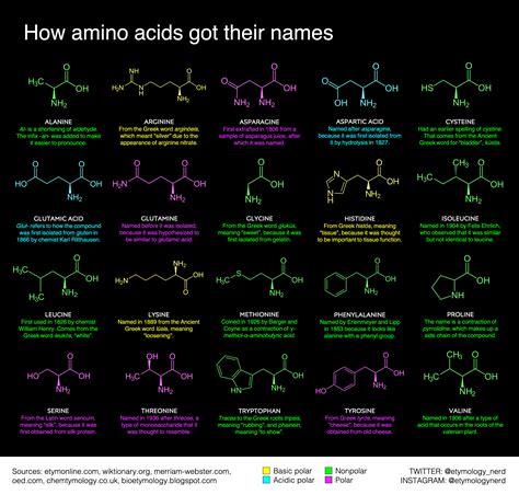 I Made A Guide Explaining How Different Amino Acids Got Their Names R Coolguides