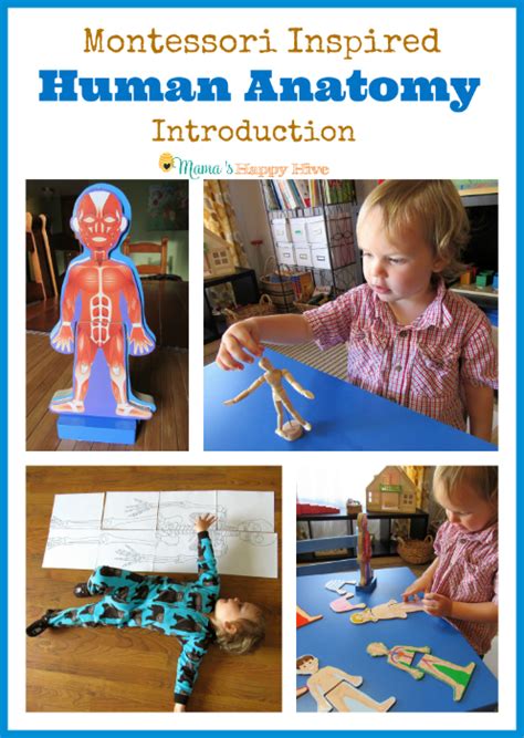 Crafts, printables, and other activities about teeth. Montessori Human Anatomy Introduction - Mama's Happy Hive