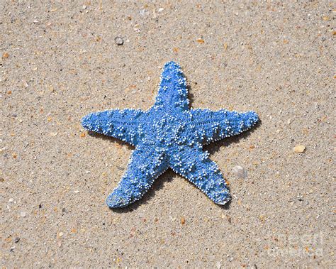 Sea Star Light Blue Photograph By Al Powell Photography Usa