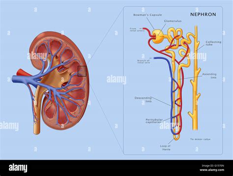 Structure Of The Nephron Labeled