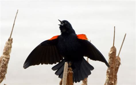Take 5 Red Winged Blackbirds Mass Audubon Your Great Outdoors