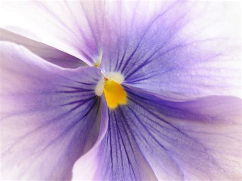 Flower Violet macro photo free image