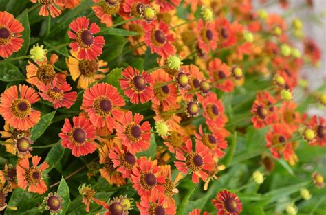 Try These 5 Native Plants For Fall Gardens In Pennsylvania Home