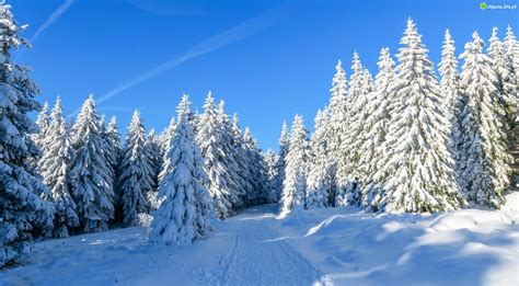 Zdjęcie Zima, Las, Świerki, Ścieżka, Śnieg