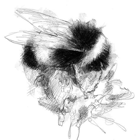 Bumble Bee Sketch Limited Edition Fine Art Print From Etsy Fine Art