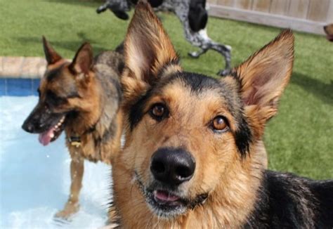 Australian kelpie australian mountain doodle australian shepherd australian terrier azawakh barbet basenji basset hound beabull beagle beaglier bearded collie beauceron i am mix between an australian shepherd and alaskan klee kai. 27 Best Australian Shepherd Mixes (MIXED AUSSIES)