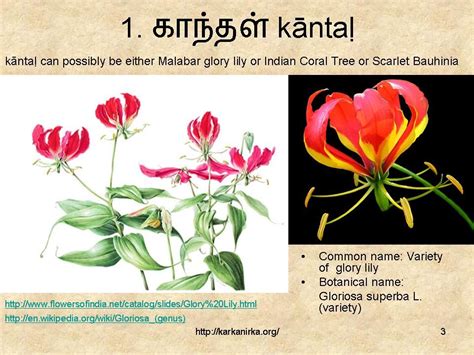 Tamil Flowers Kurunji Paatu Flowers Types Of Flowers List Of Flowers Flowers